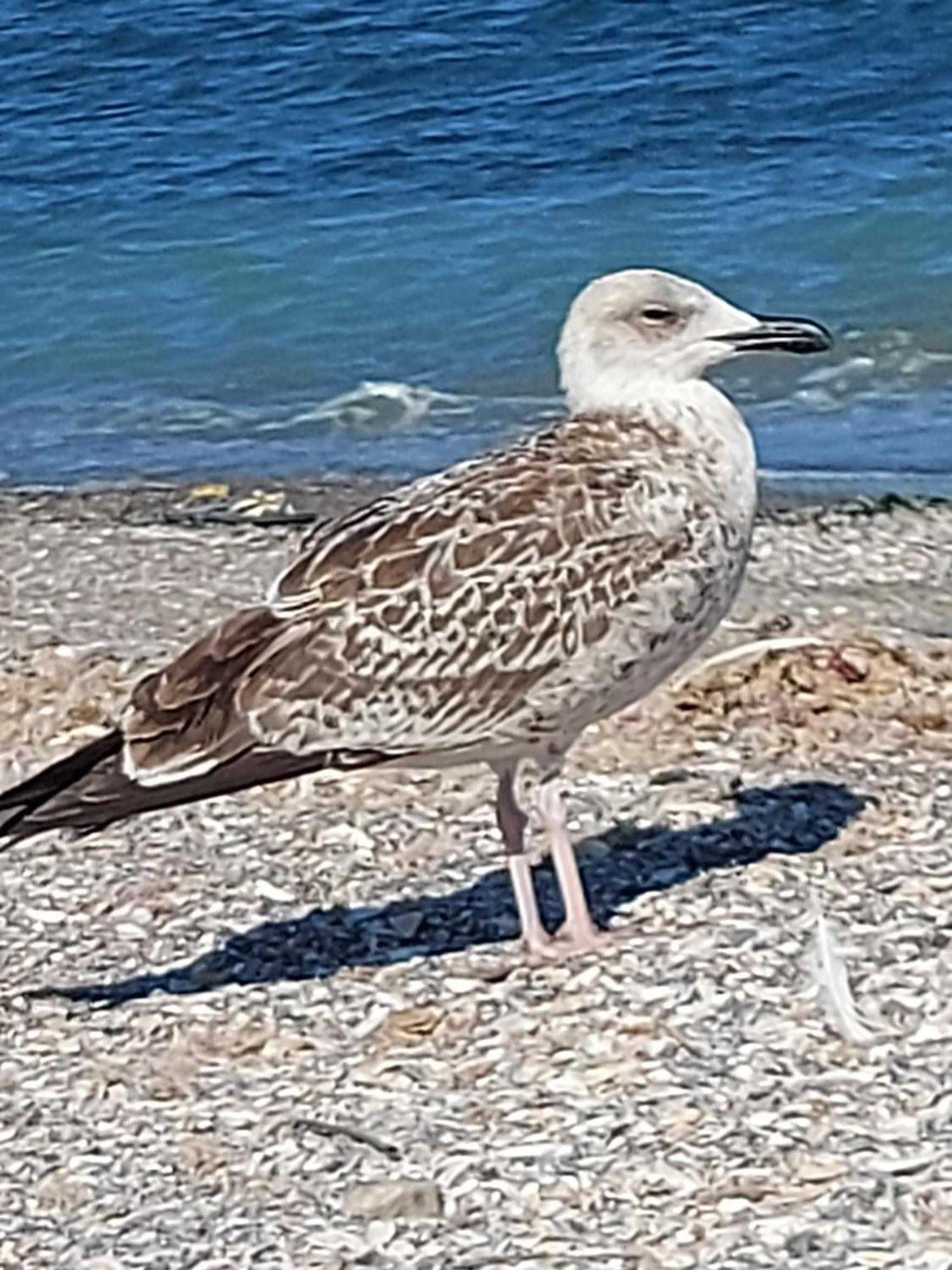 Flomar By The Sea Διαμέρισμα Μανγκάλια Εξωτερικό φωτογραφία
